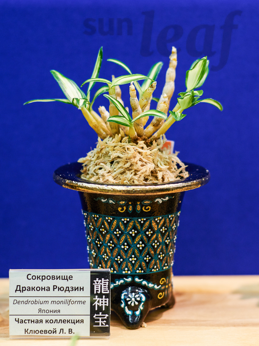 Японские орхидеи - выставка 2015