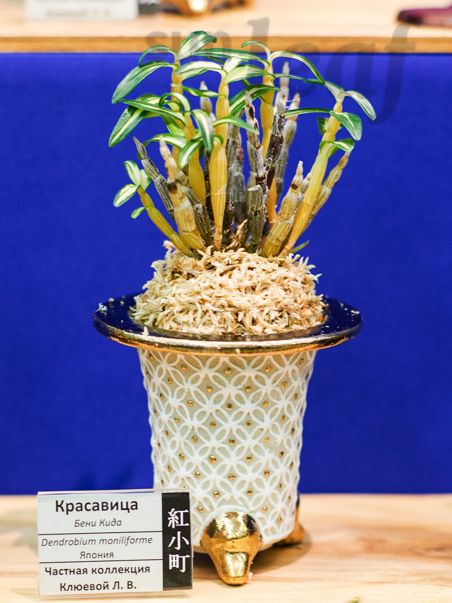 Японские орхидеи - выставка 2015