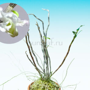Дендробиум монилиформе Каватидори 河千鳥 dendrobium moniliforme Kawachidori