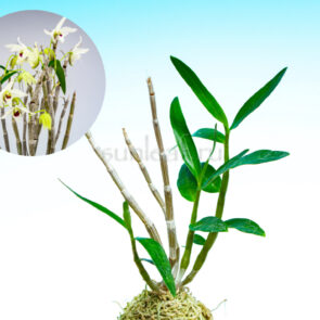 dendrobium-moniliforme-ise