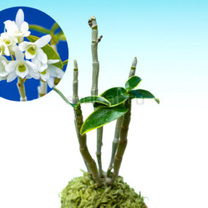 dendrobium-moniliforme-kunshi