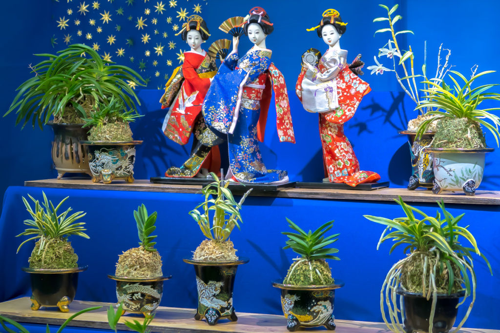 В экспозиции выставки японских орхидей представлены растения различных типов листа и формы, чтобы показать, насколько разнообразен мир японских орхидей.