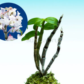 dendrobium-moniliforme-utage