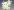 Asagiri-11-1-sunleaf-dendrobium-moniliforme