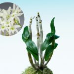 dendrobium-moniliforme-asagiri