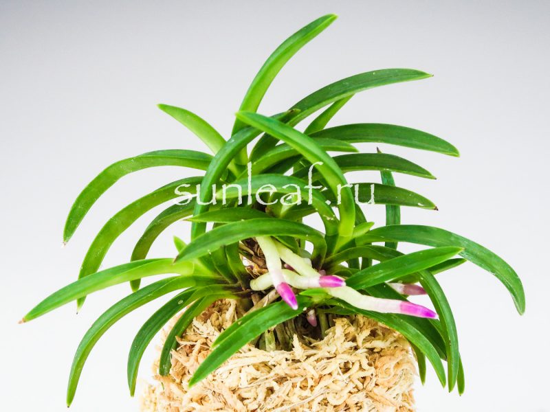 Неофинетия фальката ХОМЭЙДЭН 豊明殿