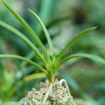 Неофинетия КОТЁ-НО-МАИ 호접지무 胡蝶の舞 neofinetia Kochonomai