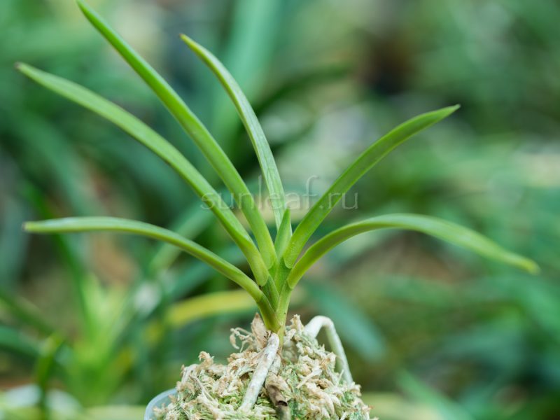 Неофинетия КОТЁ-НО-МАИ 호접지무 胡蝶の舞 neofinetia Kochonomai