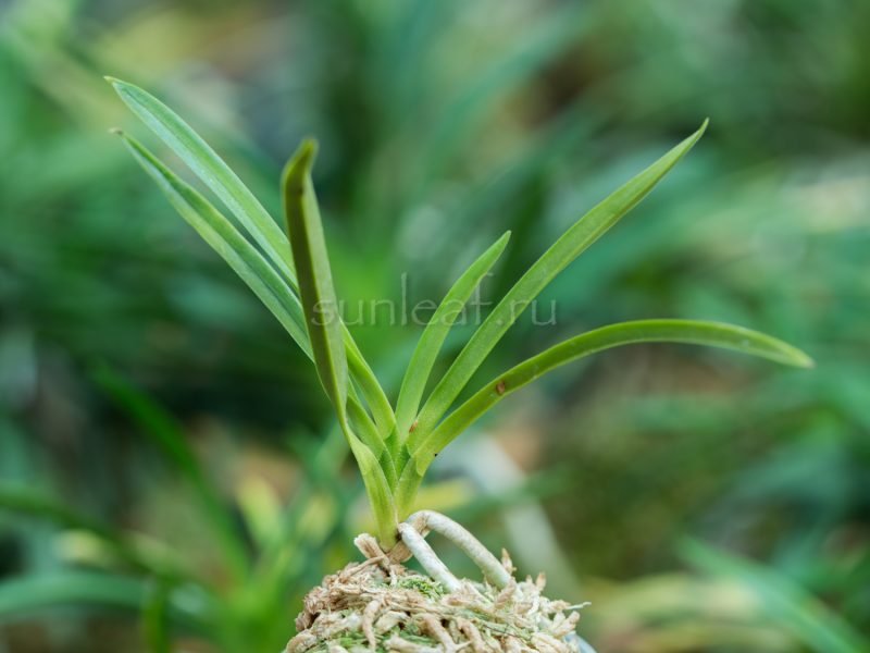 Неофинетия КОТЁНОМАИ 胡蝶の舞 Neofinetia Kochonomai