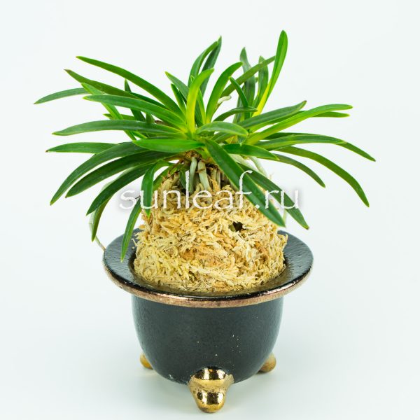 Неофинетия фальката ДЗУЙУН 富貴蘭 瑞雲 Neofinetia falcata ZUIUN