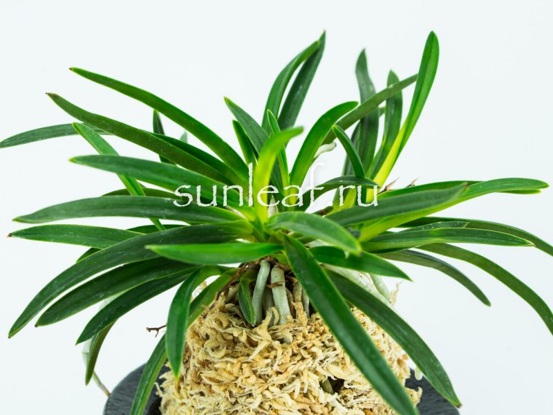 Неофинетия фальката ДЗУЙУН 富貴蘭 瑞雲 Neofinetia falcata ZUIUN