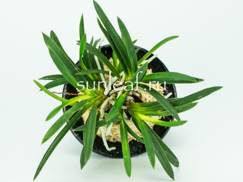 Неофинетия фальката ДЗУЙУН 富貴蘭 瑞雲 Neofinetia falcata ZUIUN