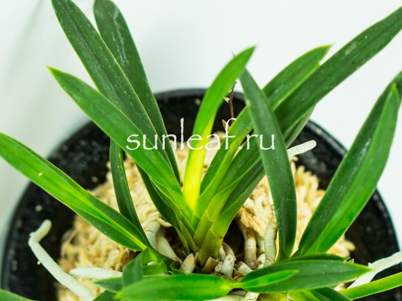 Неофинетия фальката ДЗУЙУН 富貴蘭 瑞雲 Neofinetia falcata ZUIUN