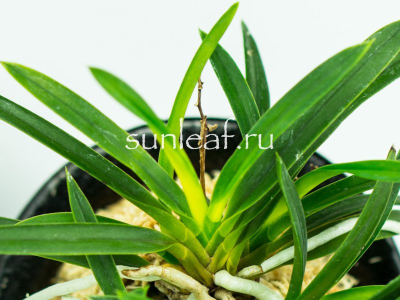 Неофинетия фальката ДЗУЙУН 富貴蘭 瑞雲 Neofinetia falcata ZUIUN