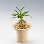 neofinetia-zuiun