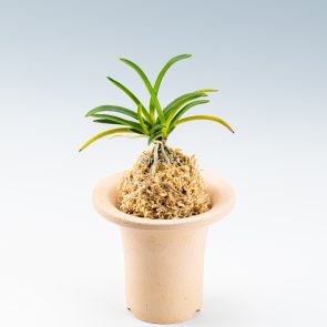 neofinetia-zuiun-1