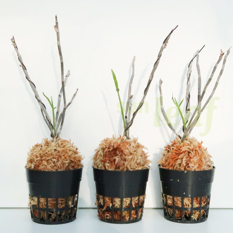 Удобный метод посадки дендробиума монилиформе в мох