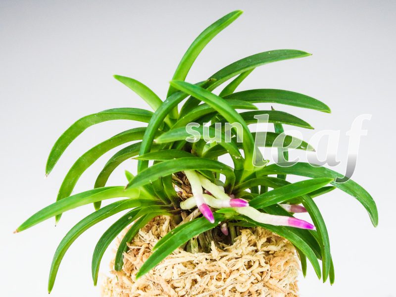 Неофинетия фальката ХОМЭЙДЭН 豊明殿