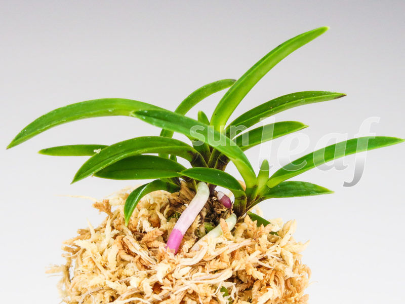 Неофинетия фальката ХОМЭЙДЭН 豊明殿