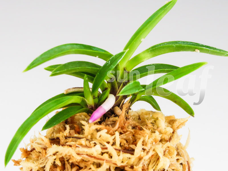 Неофинетия фальката ХОМЭЙДЭН 豊明殿