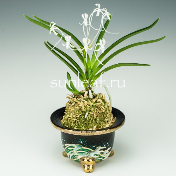 Неофинетия фальката СУРУГА БОТАН 駿河牡丹