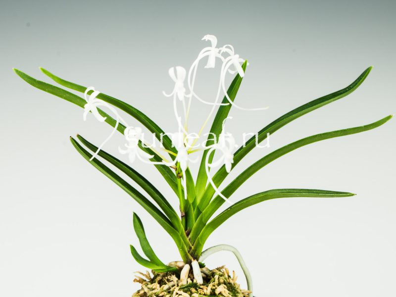 Неофинетия фальката СУРУГА БОТАН 駿河牡丹