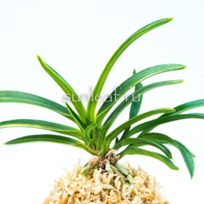 neofinetia Aojiku Fugaku 青軸富嶽