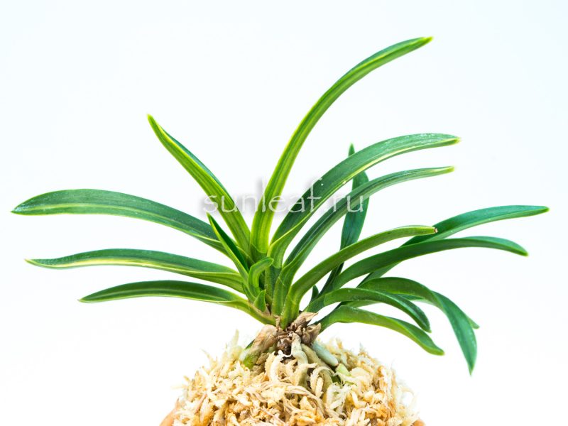 neofinetia Aojiku Fugaku 青軸富嶽