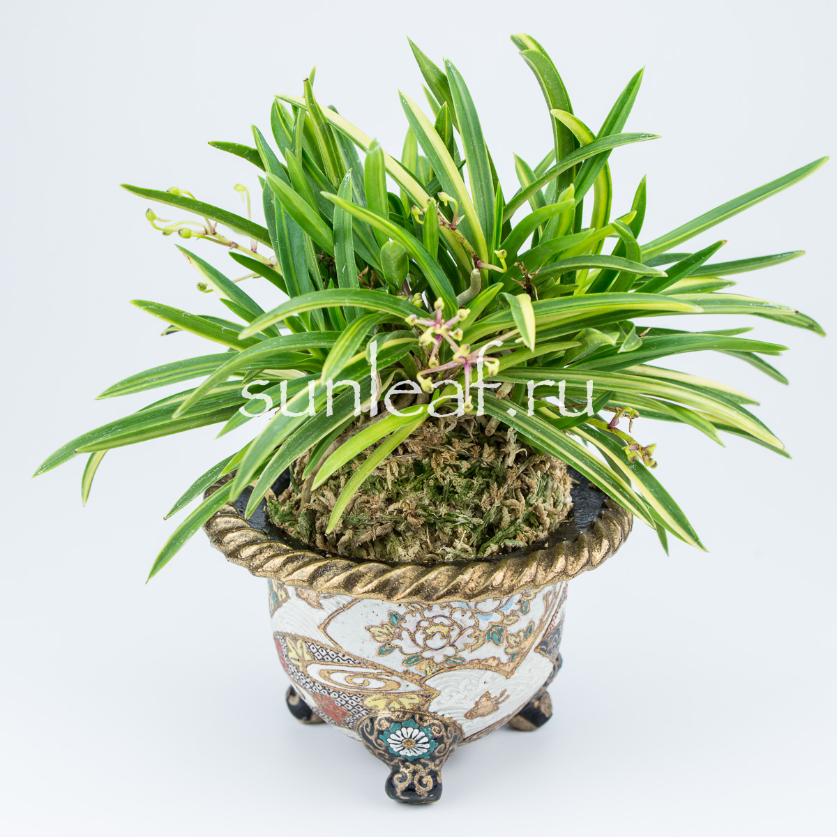 АСАХИДЭН 朝日殿 Asahiden neofinetia