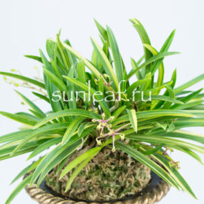 АСАХИДЭН 朝日殿 Asahiden neofinetia