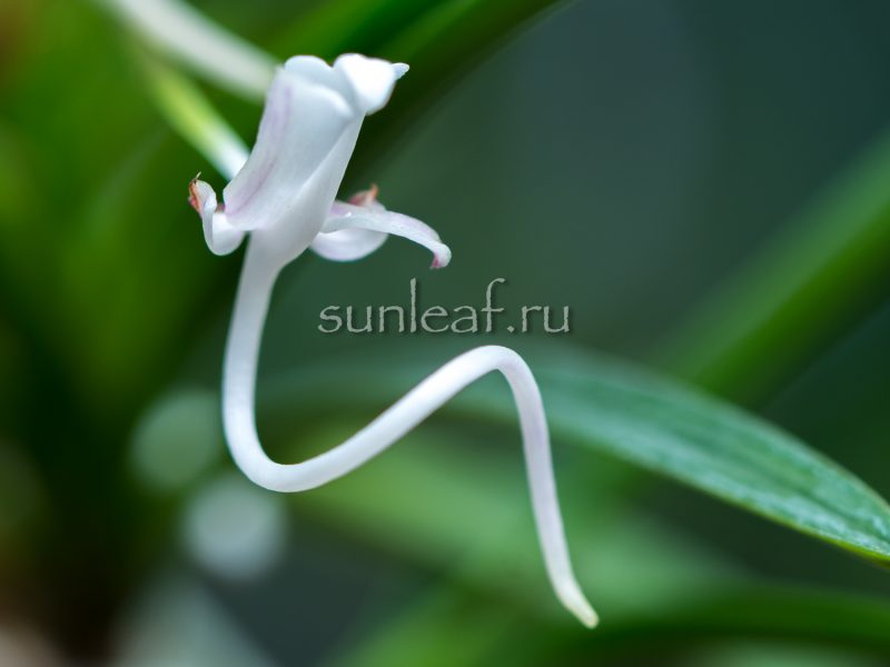 Неофинетия ГАРЮ 富貴蘭 臥龍 Neofinetia Garyu