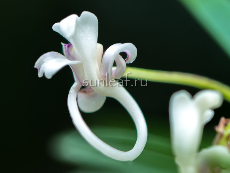 Неофинетия ГАРЮ 富貴蘭 臥龍 Neofinetia Garyu