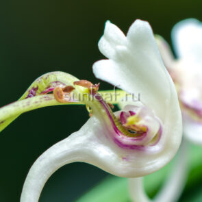 Неофинетия ГАРЮ 富貴蘭 臥龍 Neofinetia Garyu