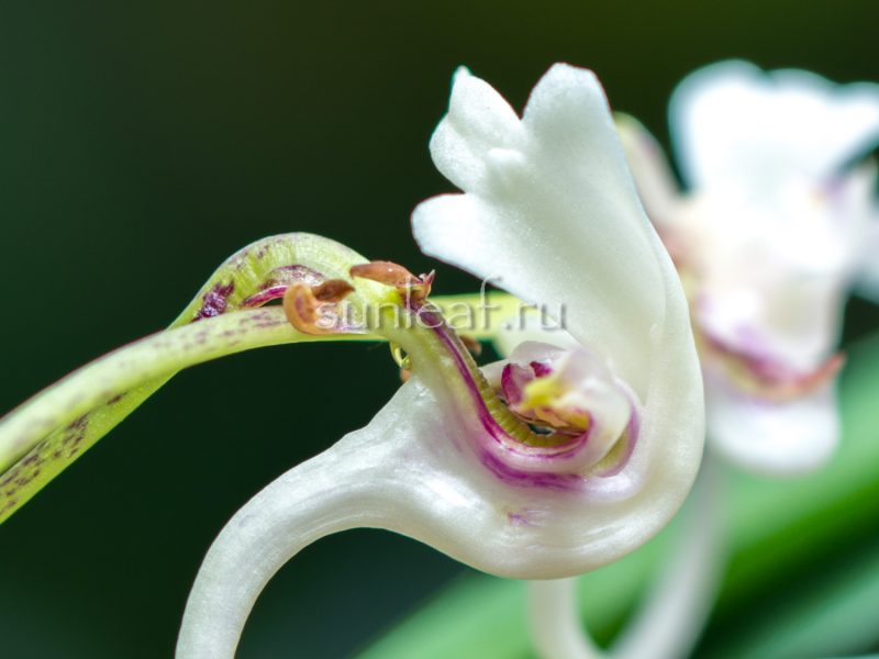 Неофинетия ГАРЮ 富貴蘭 臥龍 Neofinetia Garyu