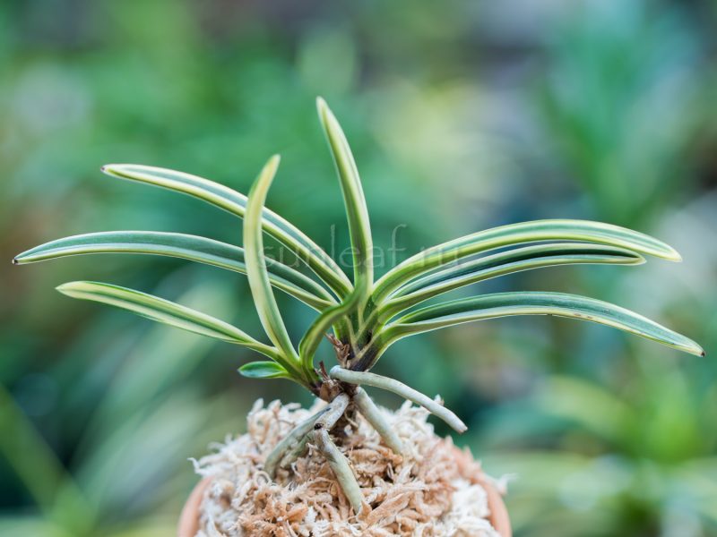 Неофинетия Нисидэмияко 西出都 neofinetia Nishidemiyako