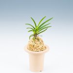 neofinetia-shunkyuden