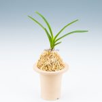 neofinetia-shunkyuden