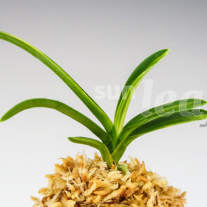 Неофинетия фальката Сэйфу