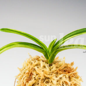 Неофинетия фальката Сэйфу