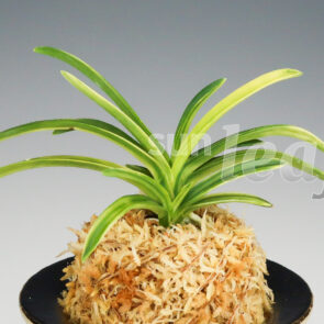 Неофинетия фальката Сэйфу