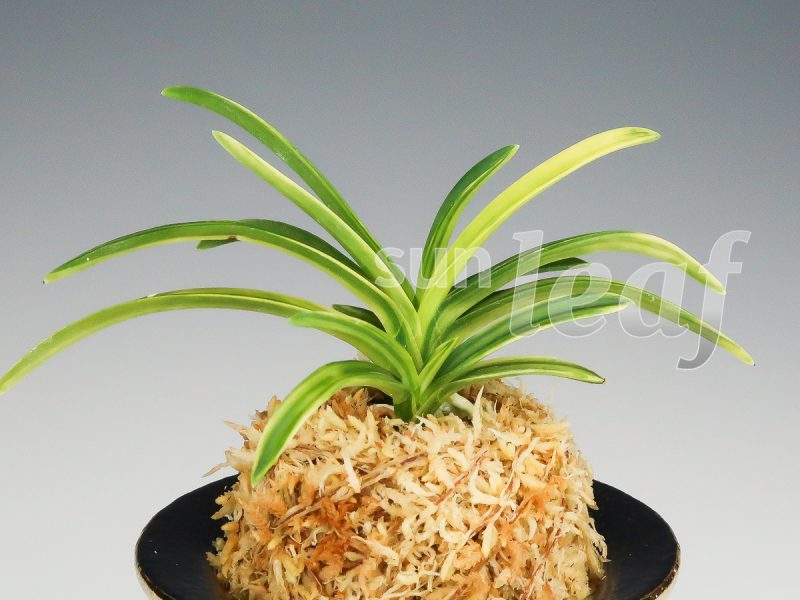 Неофинетия фальката Сэйфу