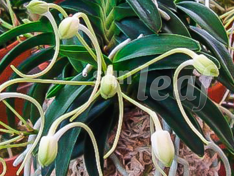 Неофинетия фальката СУИКАДЕН 翠華殿