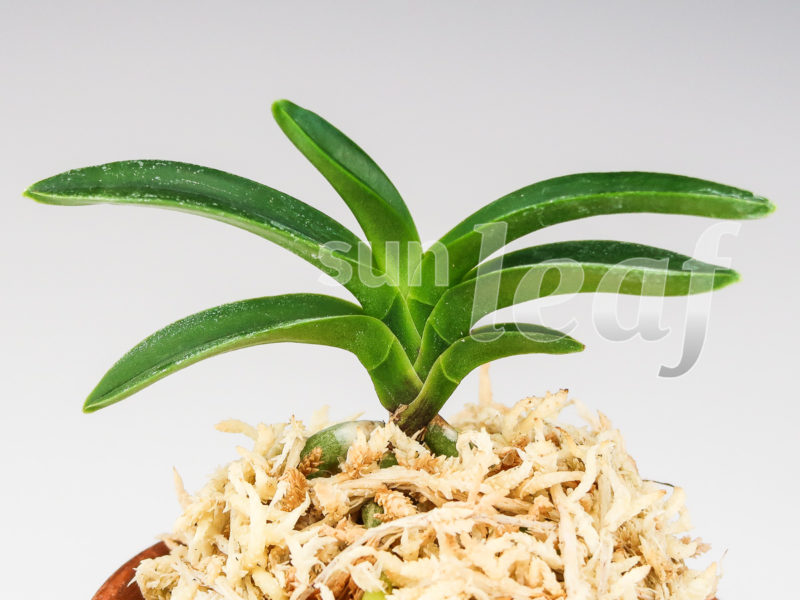 Неофинетия фальката СУИКАДЕН 翠華殿