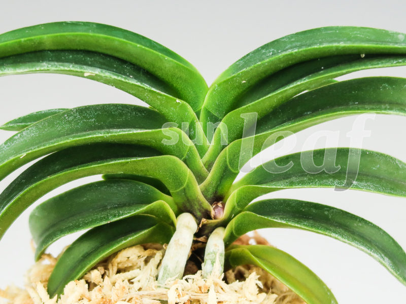 Неофинетия фальката СУИКАДЕН 翠華殿