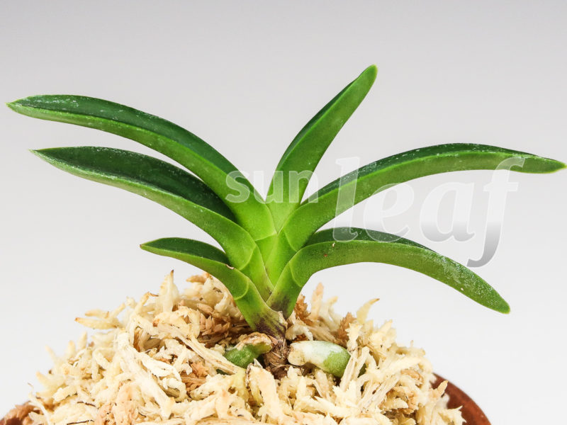 Неофинетия фальката СУИКАДЕН 翠華殿