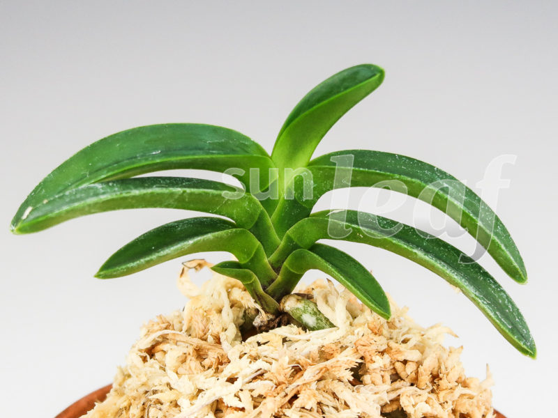 Неофинетия фальката СУИКАДЕН 翠華殿