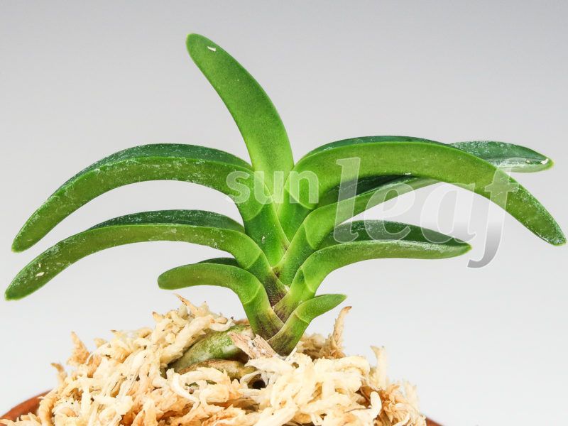 Неофинетия фальката СУИКАДЕН 翠華殿