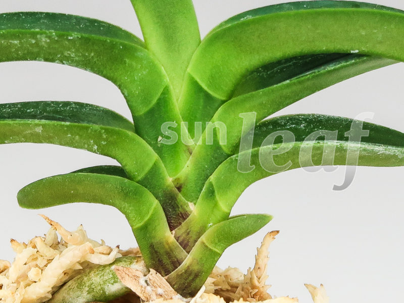 Неофинетия фальката СУИКАДЕН 翠華殿