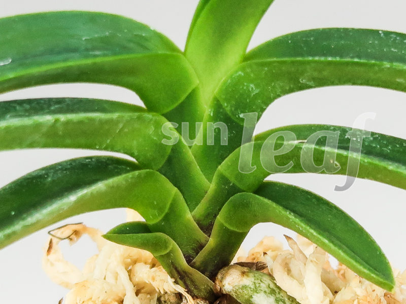 Неофинетия фальката СУИКАДЕН 翠華殿