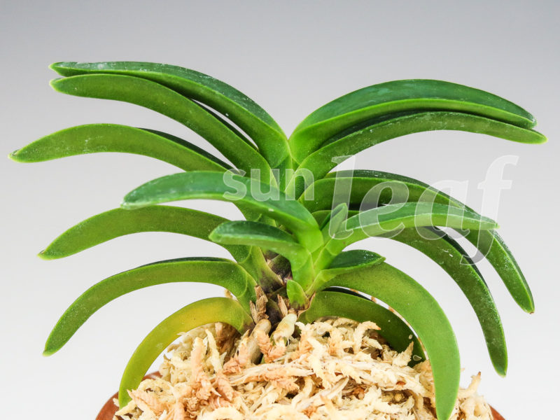 Неофинетия фальката СУИКАДЕН 翠華殿